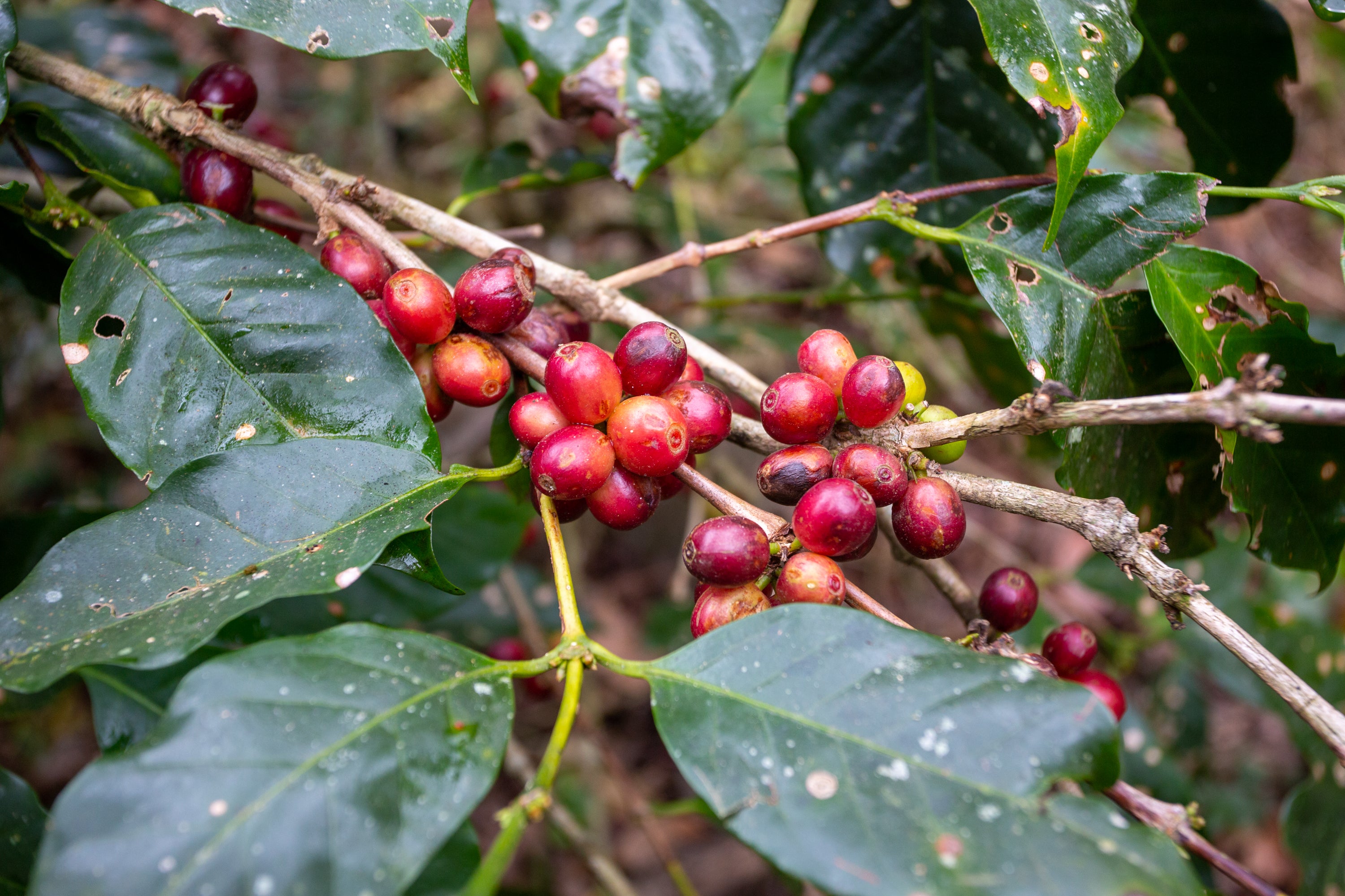 Coffee, Craft, Roast, Brew, Cold Brew, Cafe, Sustainable, Coffee Shop, Coffee subscription, dark roast, light roast, medium roast, do good coffee, 
